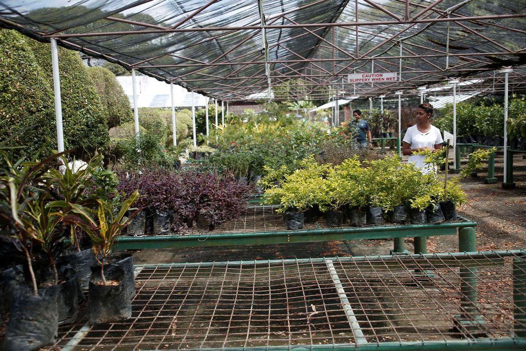 HDC wants quick ruling in St Augustine Nurseries housing project case