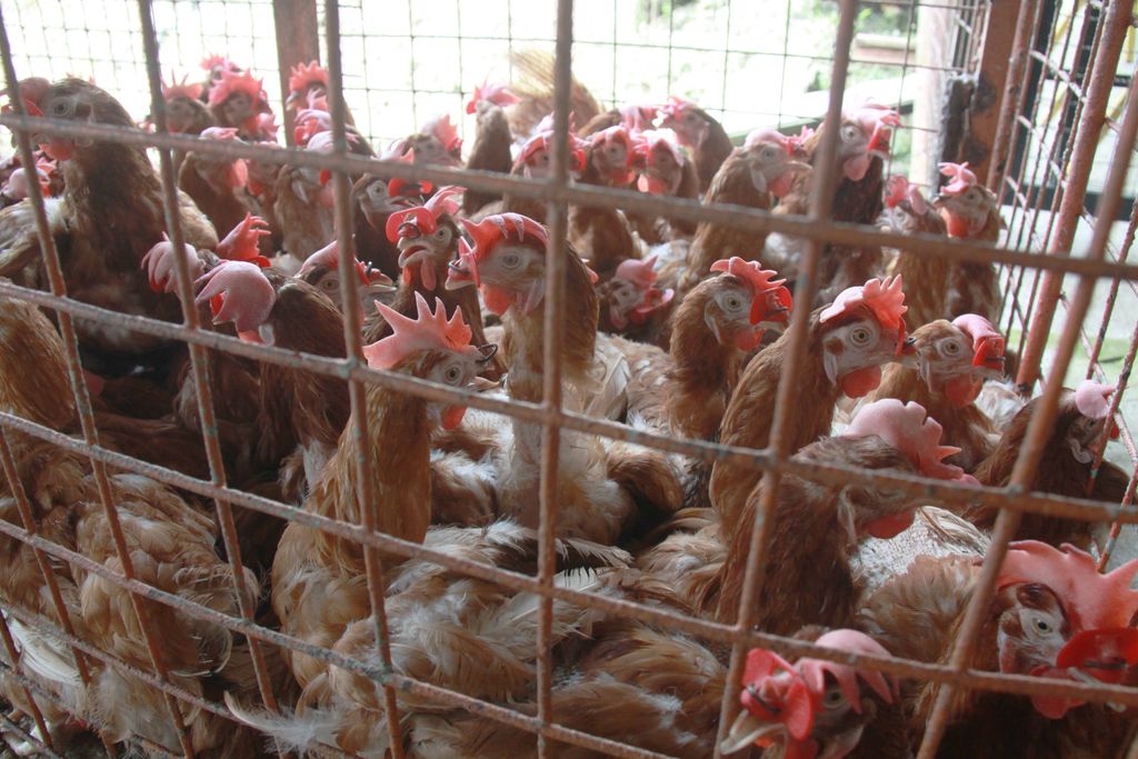 Poultry in motion as demand for local chicken rises Trinidad Guardian