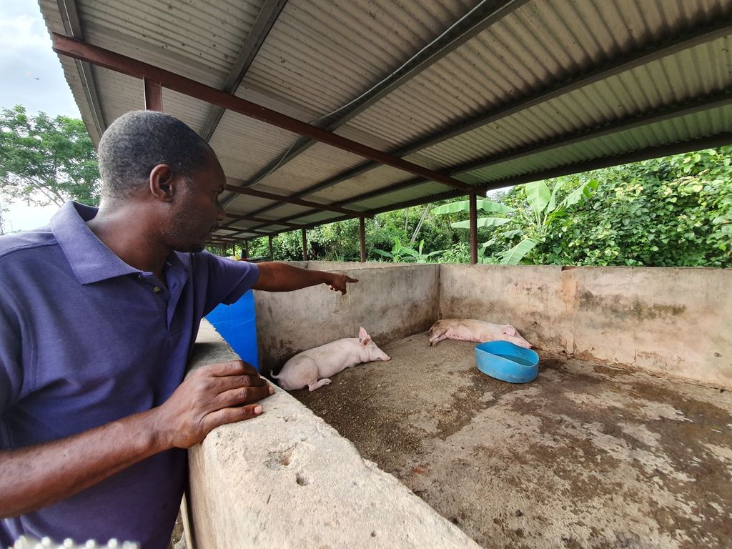 Central farmer loses 500 chickens, 50 ducks, 12 piglets Trinidad Guardian