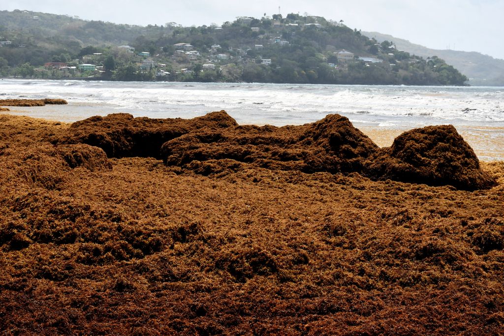 Exploring whether Sargassum can be used safely in agriculture