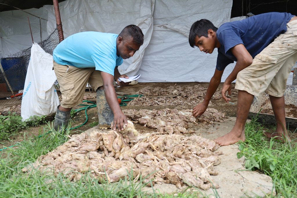 Chicken farmers Clean Barrackpore watercourses Trinidad Guardian