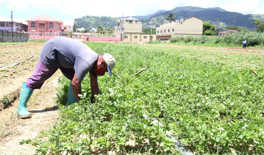 Agriculture gets 500 million incentive boost Trinidad Guardian