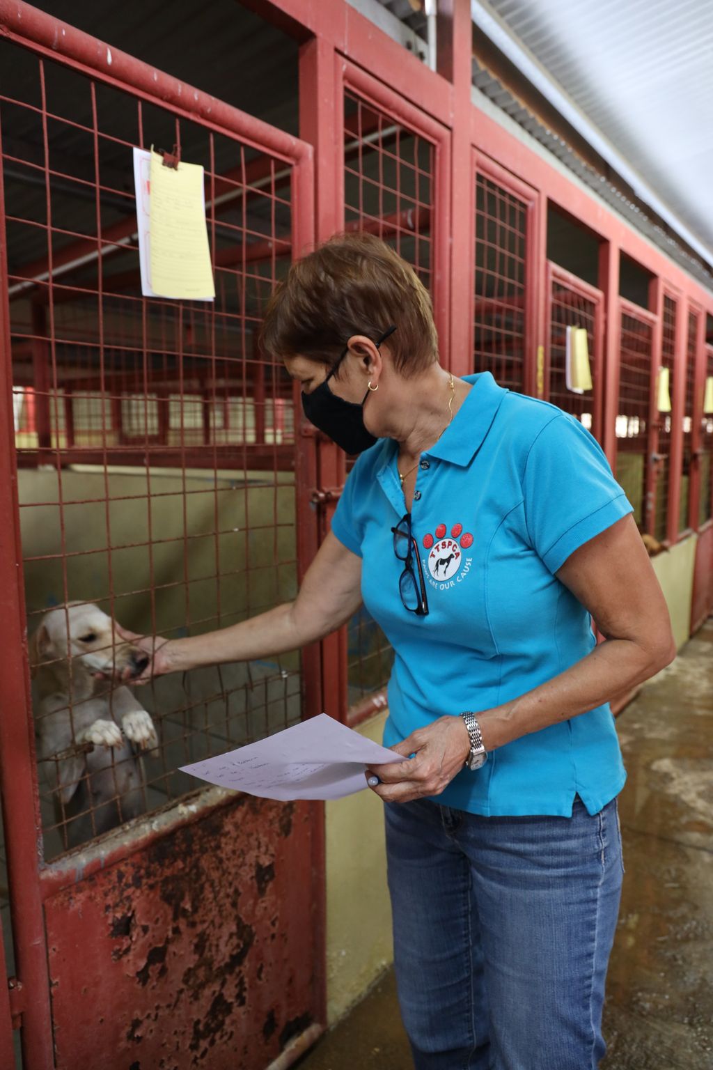 Animal rights activists urge Govt Enforce Dog Control Act now