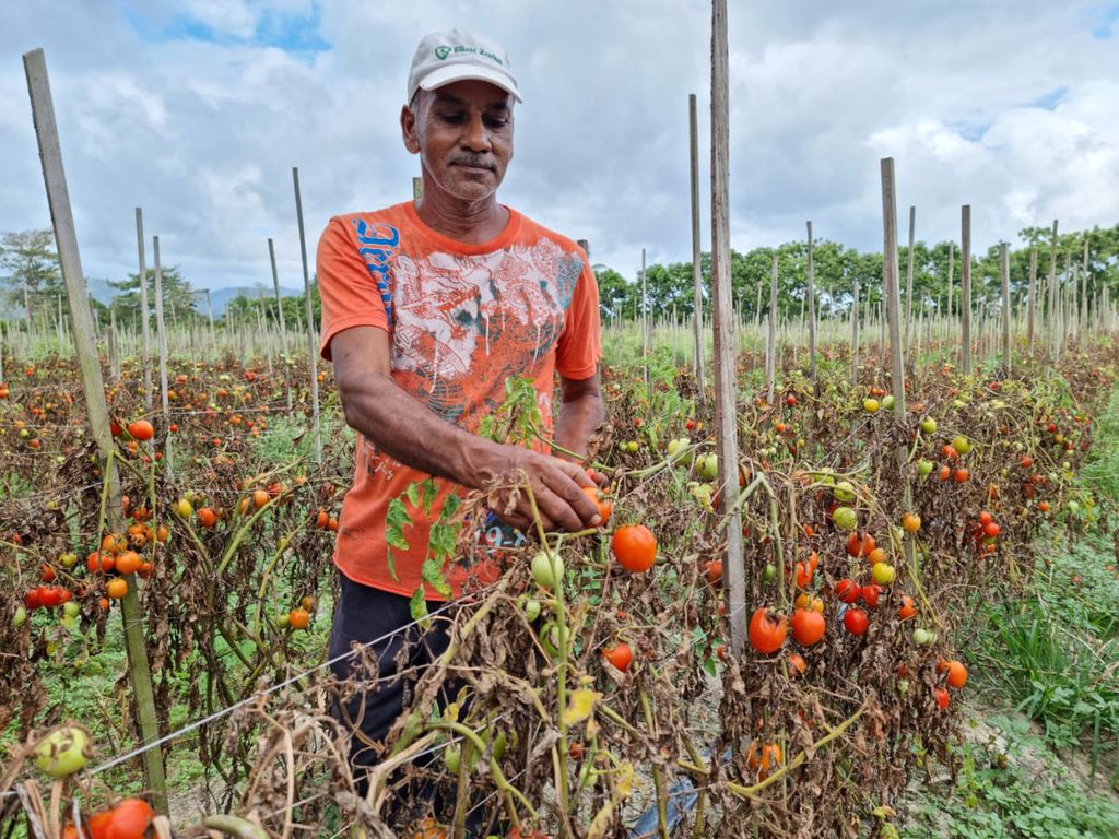 Farmers in a quandry as vegetable prices plummet Trinidad Guardian