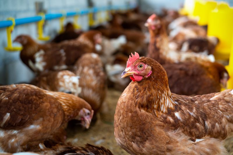 Govt Local poultry industry critical to domestic food sector