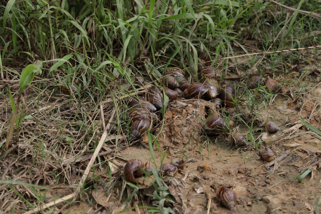 Govt offers bounty for snails in T&T Trinidad Guardian