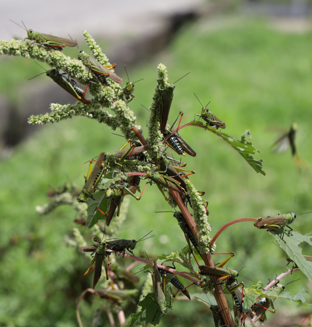 Retired entomologist Farmers should be compensated for locust damage