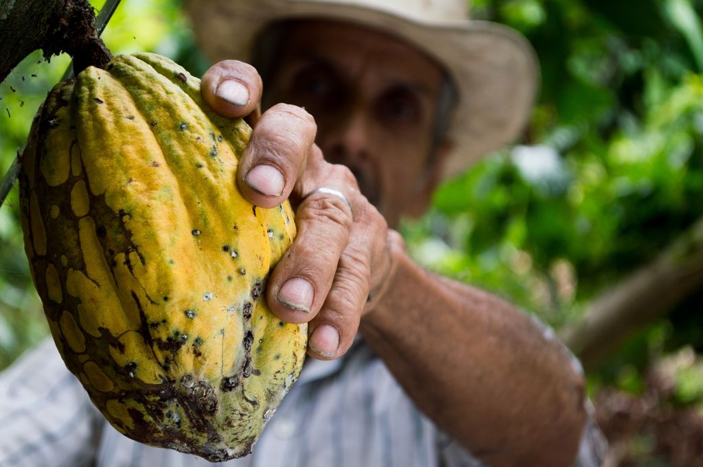 UWI Cocoa Research Centre tackles research and innovation for the Cocoa
