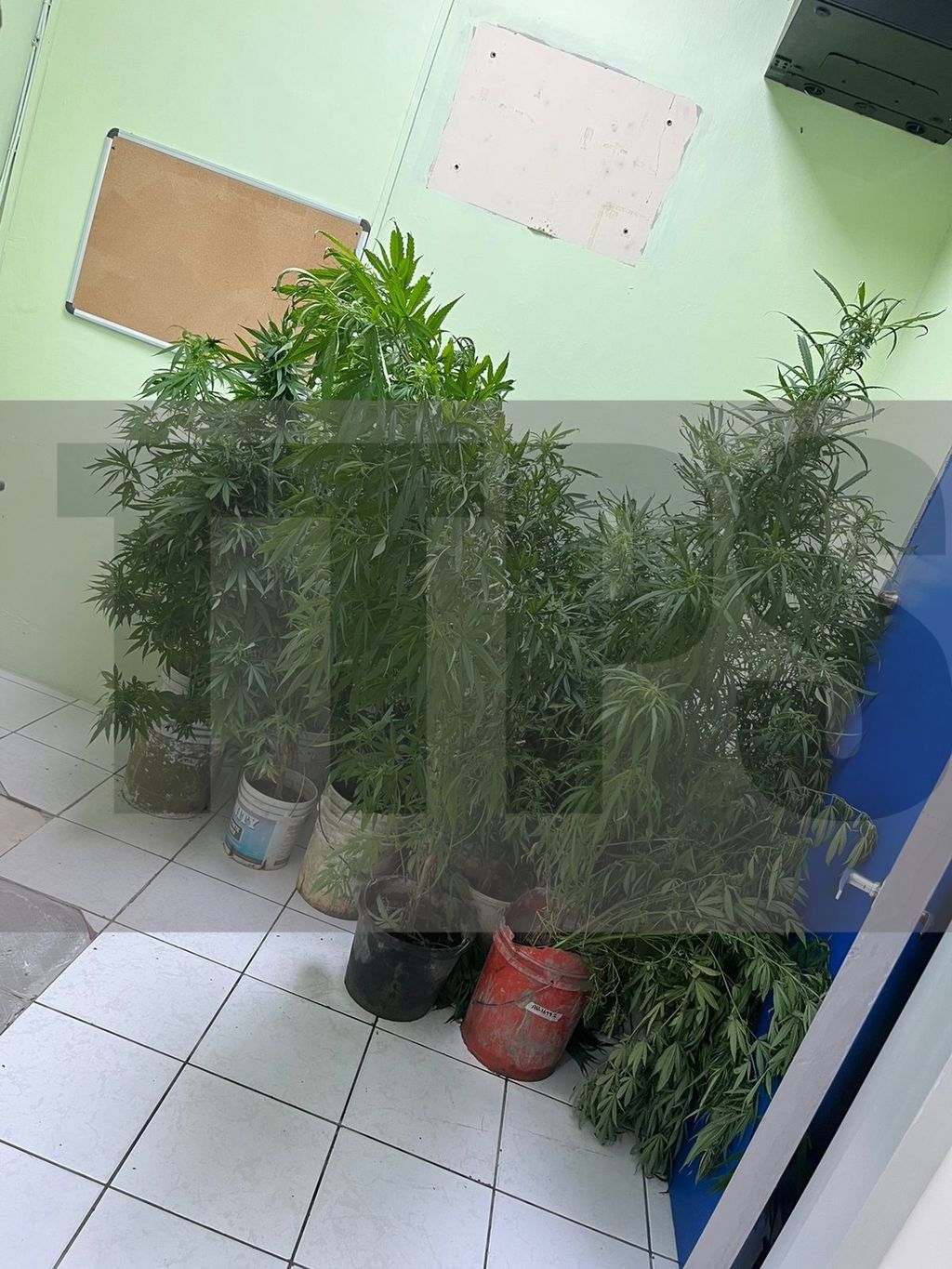 Marijuana, shotgun and bulletproof vest seized during 'Operation Grand