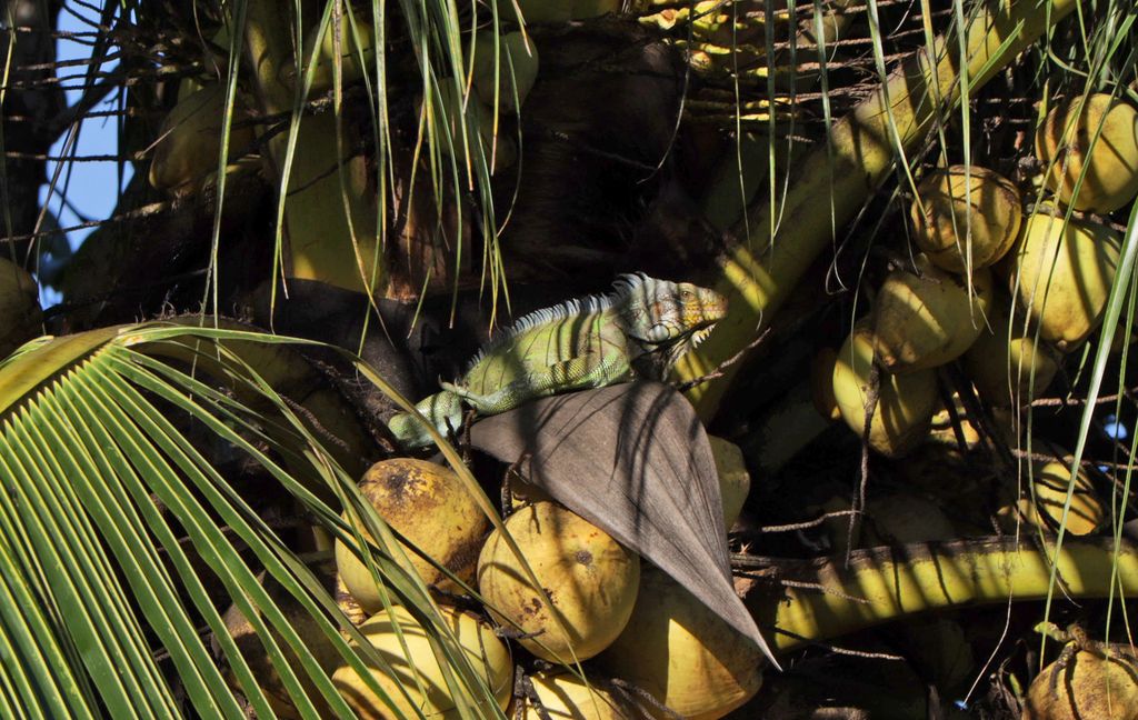 Hunting season opens on October 1 Trinidad Guardian