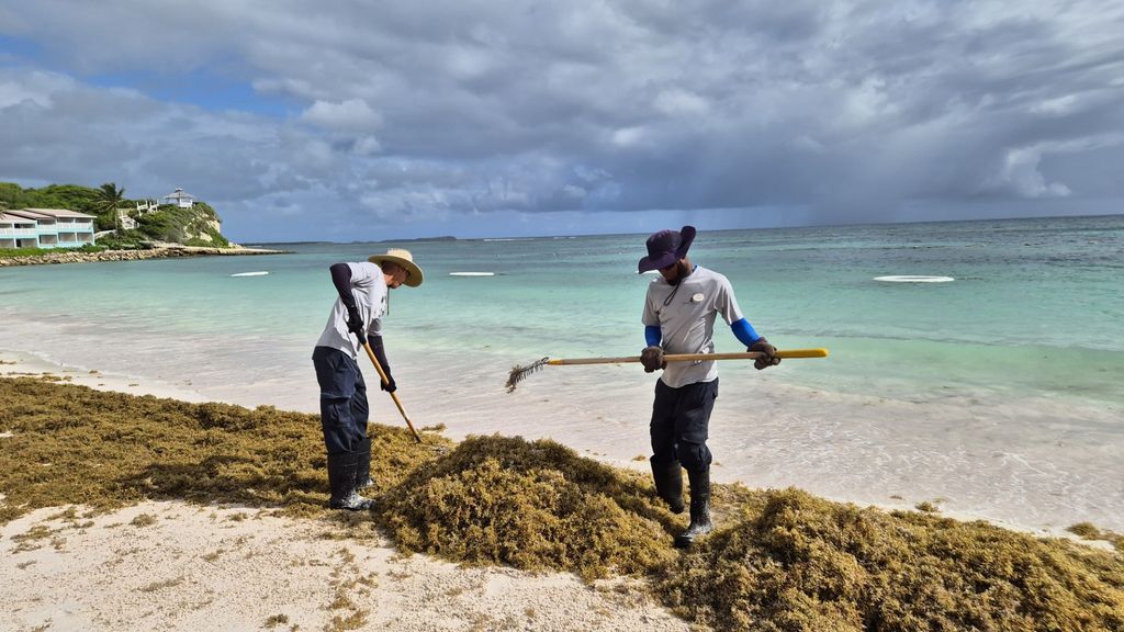 Sargassum a plague for regional tourism