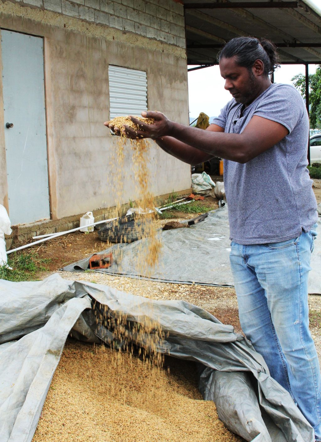 Urea shortage threatens T&T rice farmers