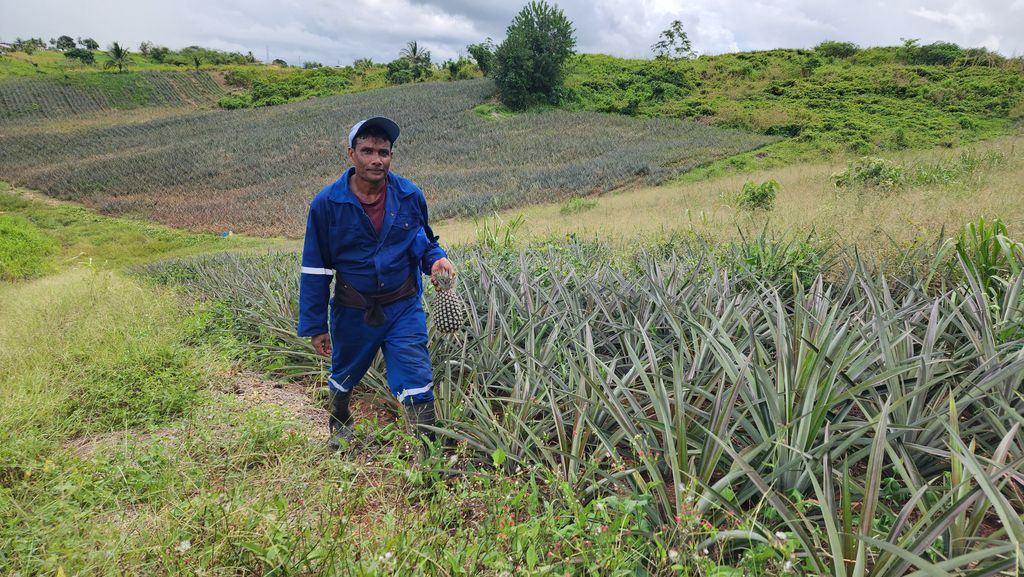 Farmers predict higher food prices as urea fertiliser runs low