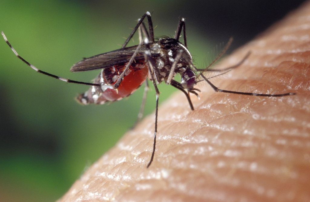 Mosquitoes, climate change and our health  