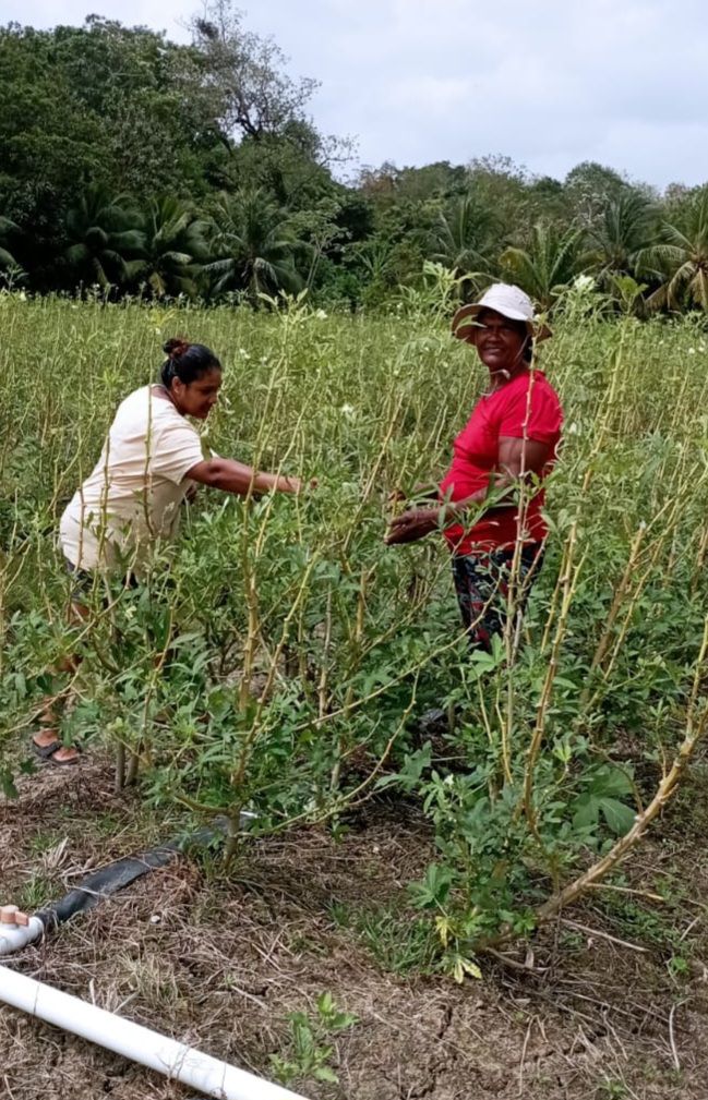 Plum Mitan women growing roots in agriculture