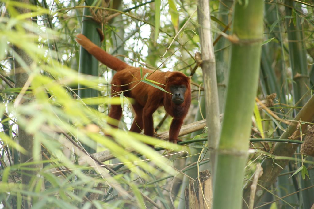 Health Ministry urges caution as monkey dies from yellow fever