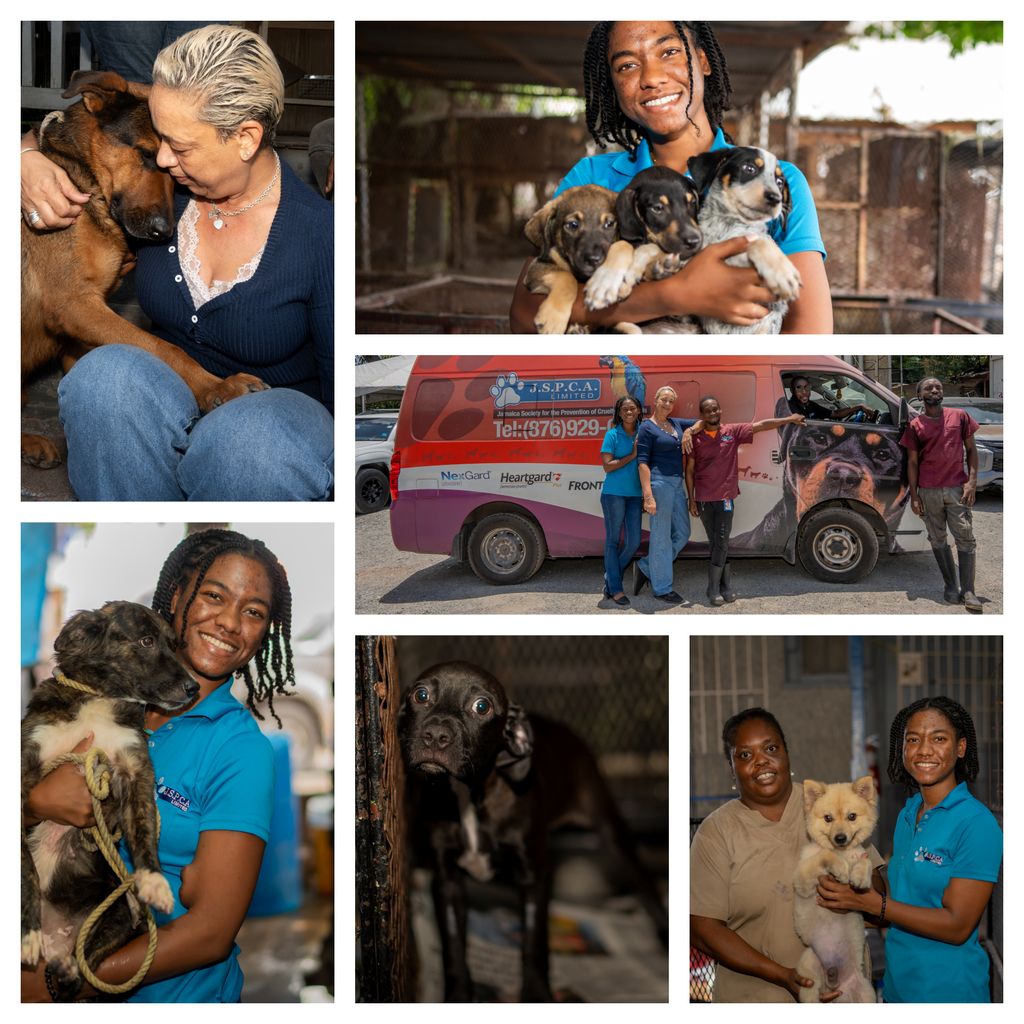 Angostura aids Jamaica recovery through JSPCA partnership