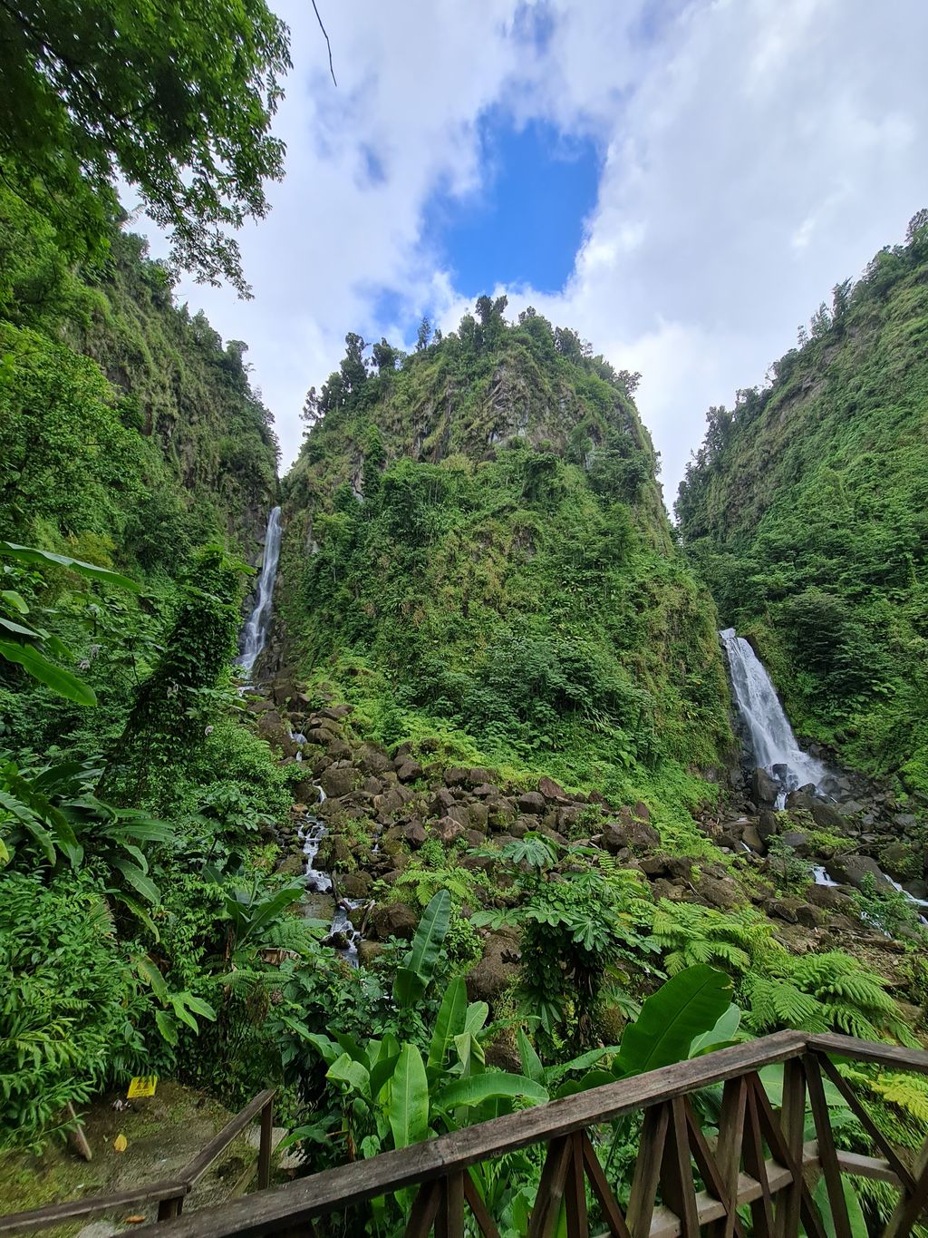 The rainforest within you