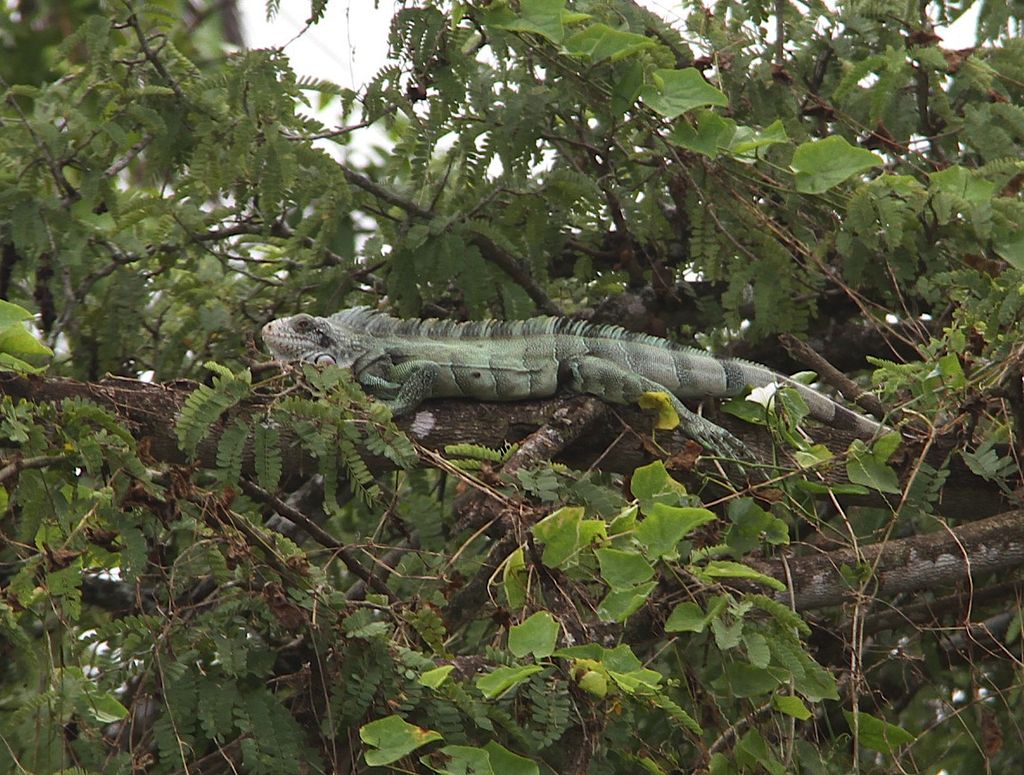 Hunting Season comes to an end Trinidad Guardian
