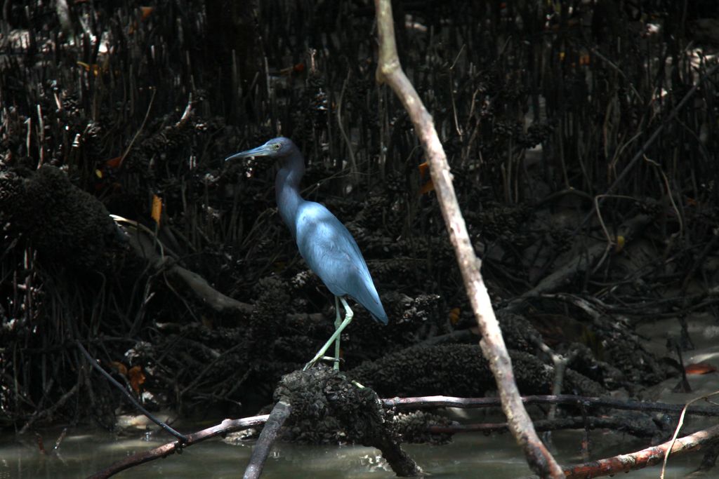  A blue heron sits on a mangrove root in the Gordineau swamp.