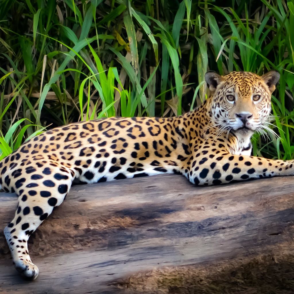 Ministry: No evidence of a jaguar in Palo Seco - Vimarsana News