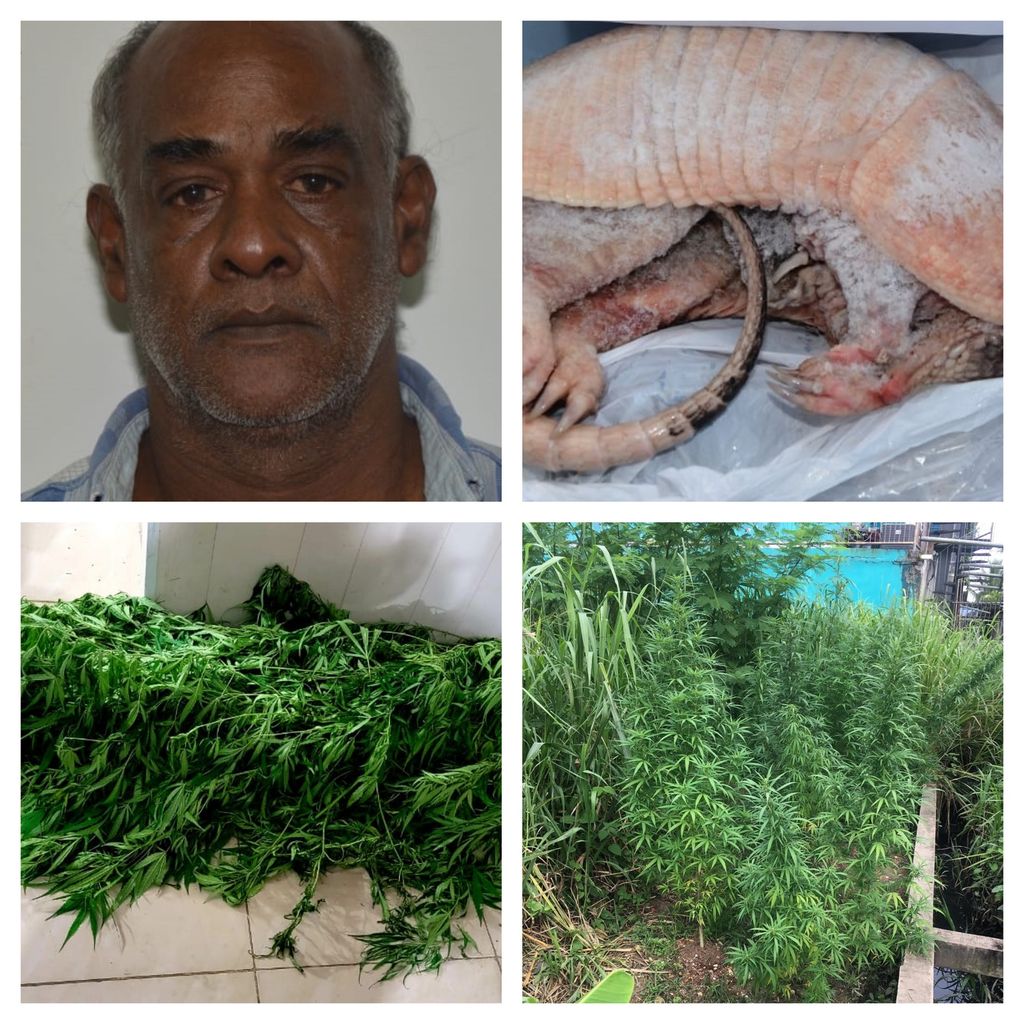 2 arrested, frozen armadillo and possession of marijuana 