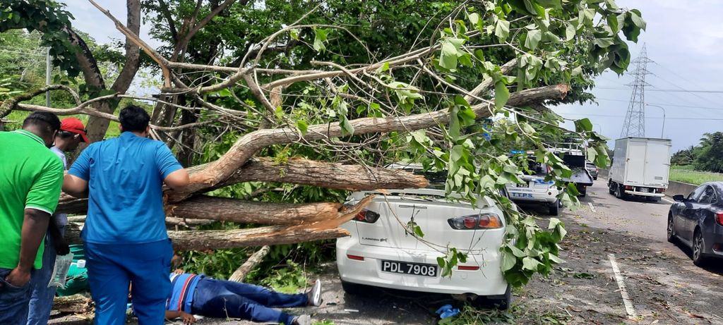 Tree uprooted by high winds falls on car along highway - Vimarsana News