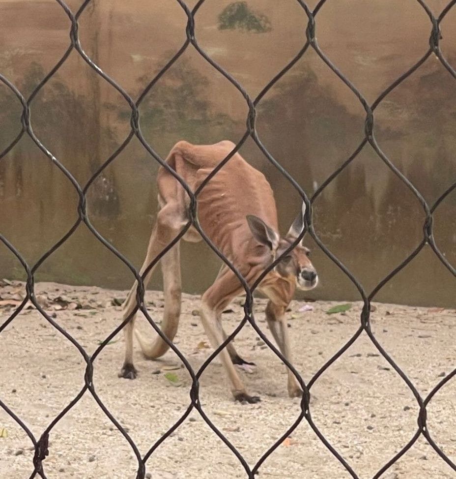 A screen shot from the social media video of “Kangaroo Jack” at the Emperor Valley Zoo.
