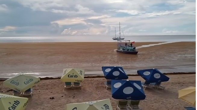 Sargassum seaweed at  Store Bay, Tobago.
